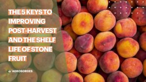 5 Keys to Improving Postharvest and Shelf Life of Stone Fruit