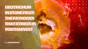 Cover image of the article on Geotrichum candidum in postharvest pineapple fruit