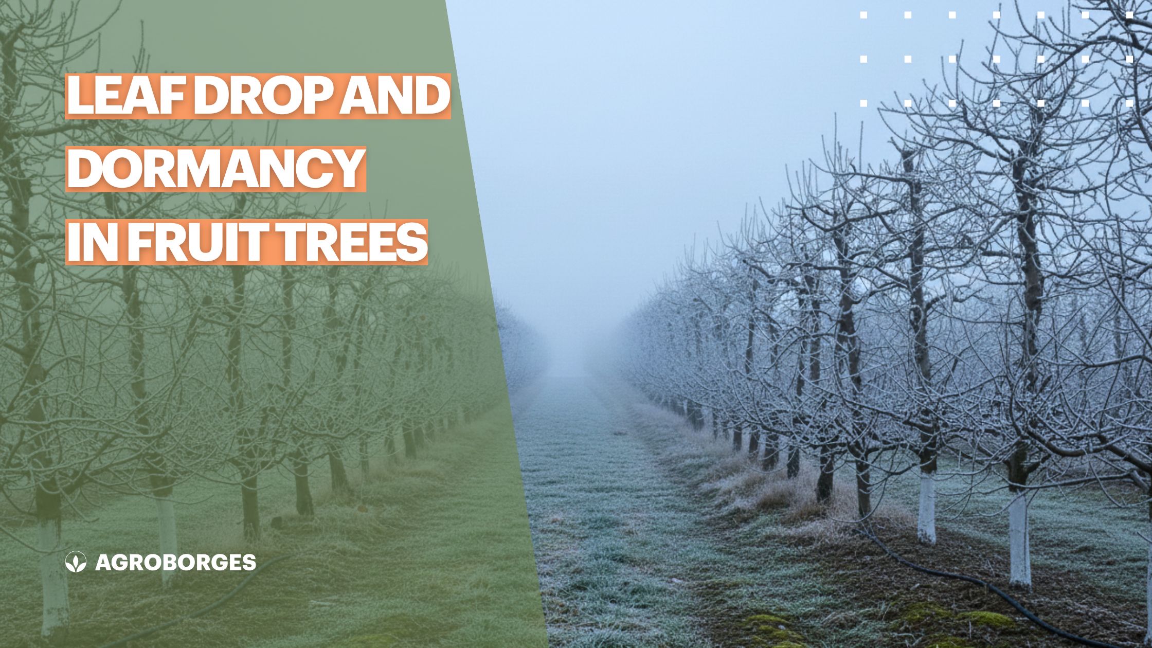 LEAF DROP AND DORMANCY IN FRUIT TREES