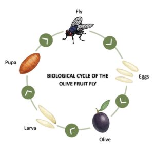 Life cycle of the olive fruit fly