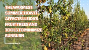 The warmest summer how it affects Lleida's fruit trees and tools to minimize sunburn