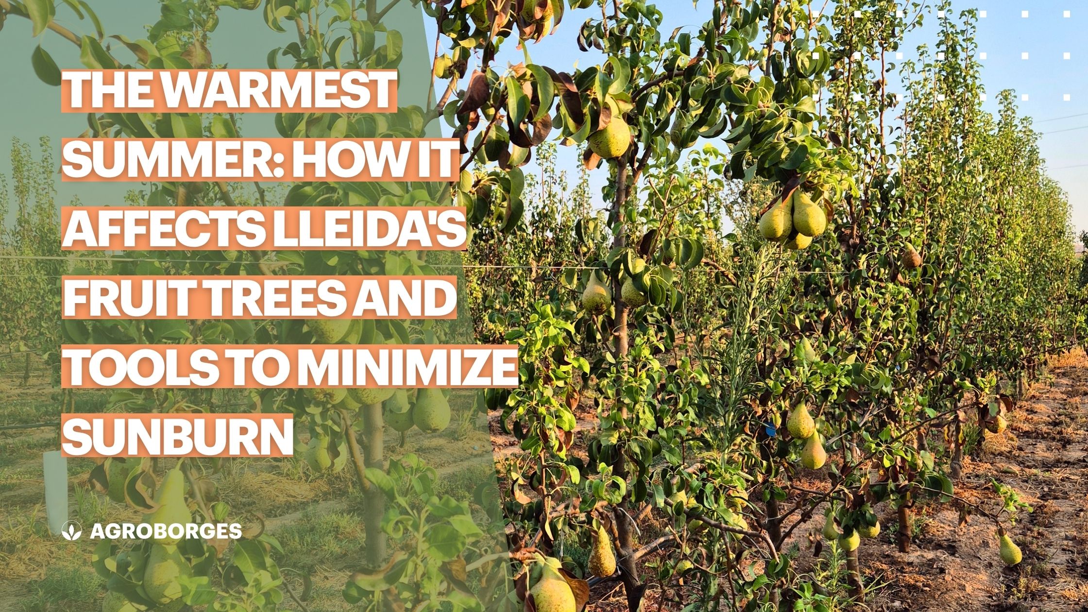 The warmest summer how it affects Lleida's fruit trees and tools to minimize sunburn