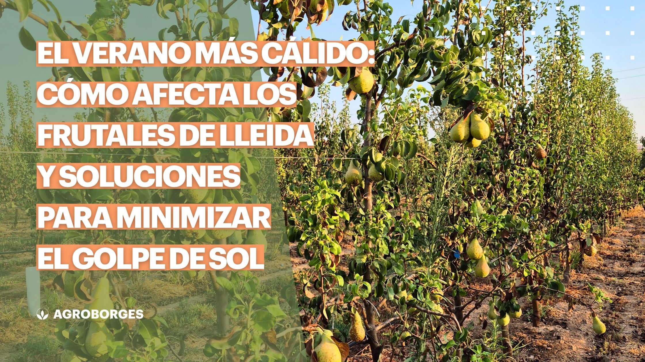 El verano más cálido: cómo afecta los frutales de Lleida y soluciones para minimizar el golpe de sol
