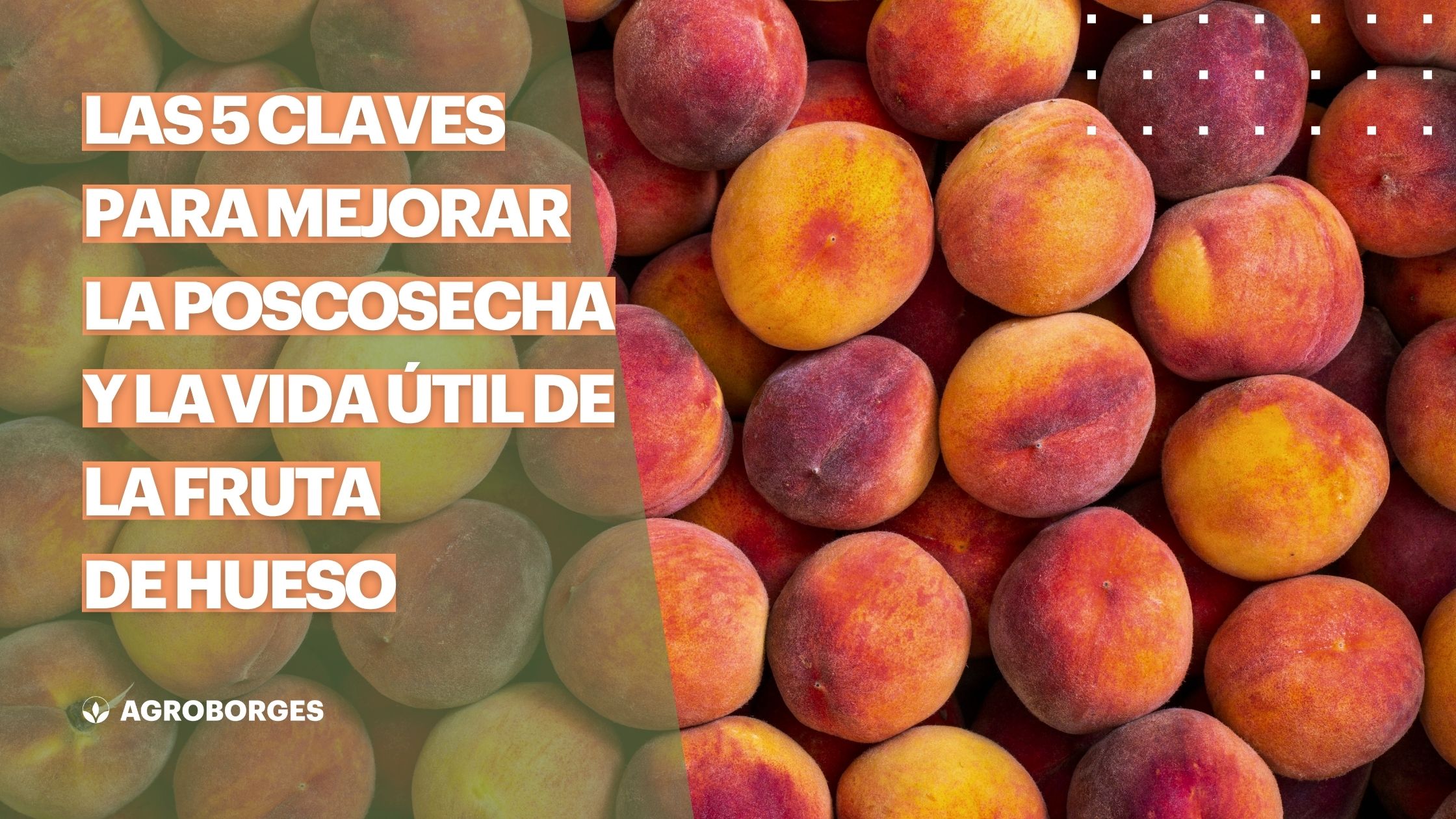 5 claves para mejorar la poscosecha y vida útil de la fruta de hueso