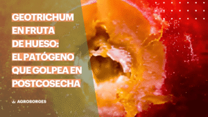 Imagen de portada del artículo sobre Geotrichum candidum en fruta de hueso en postcosecha