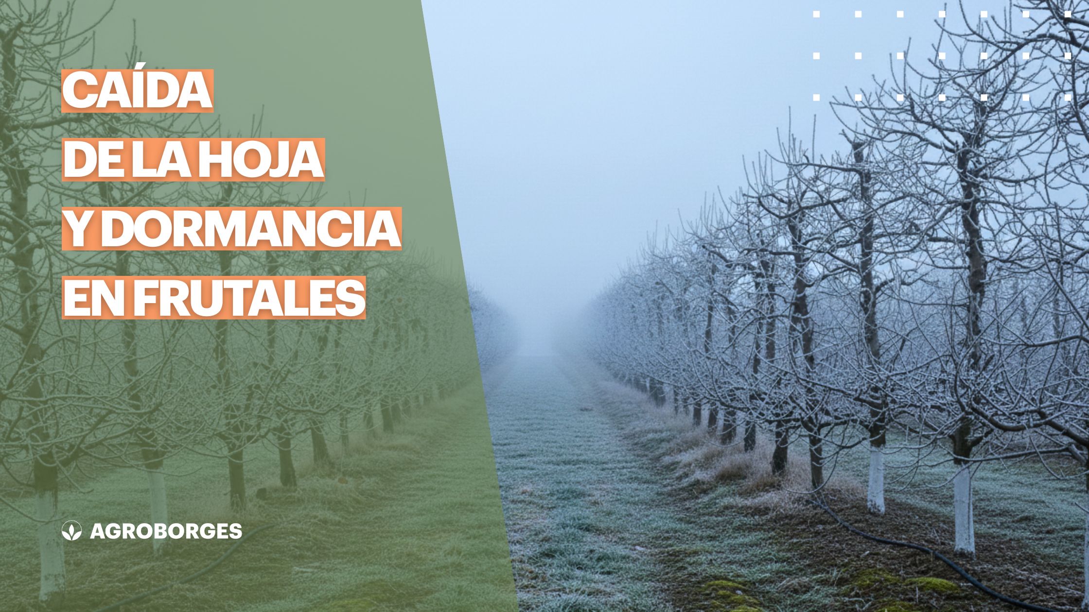 Caída de la hoja y dormancia en frutales