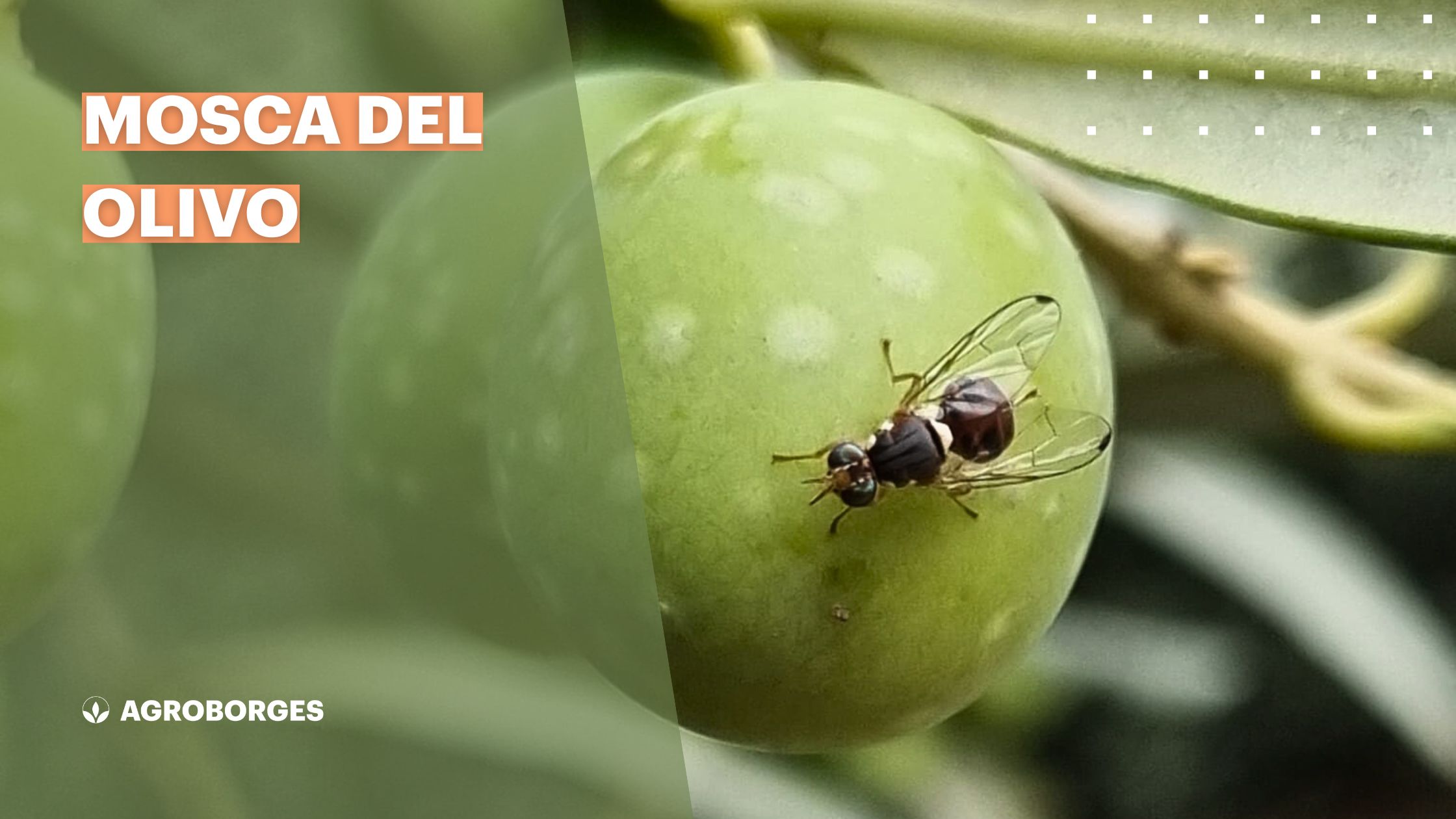Mosca del olivo