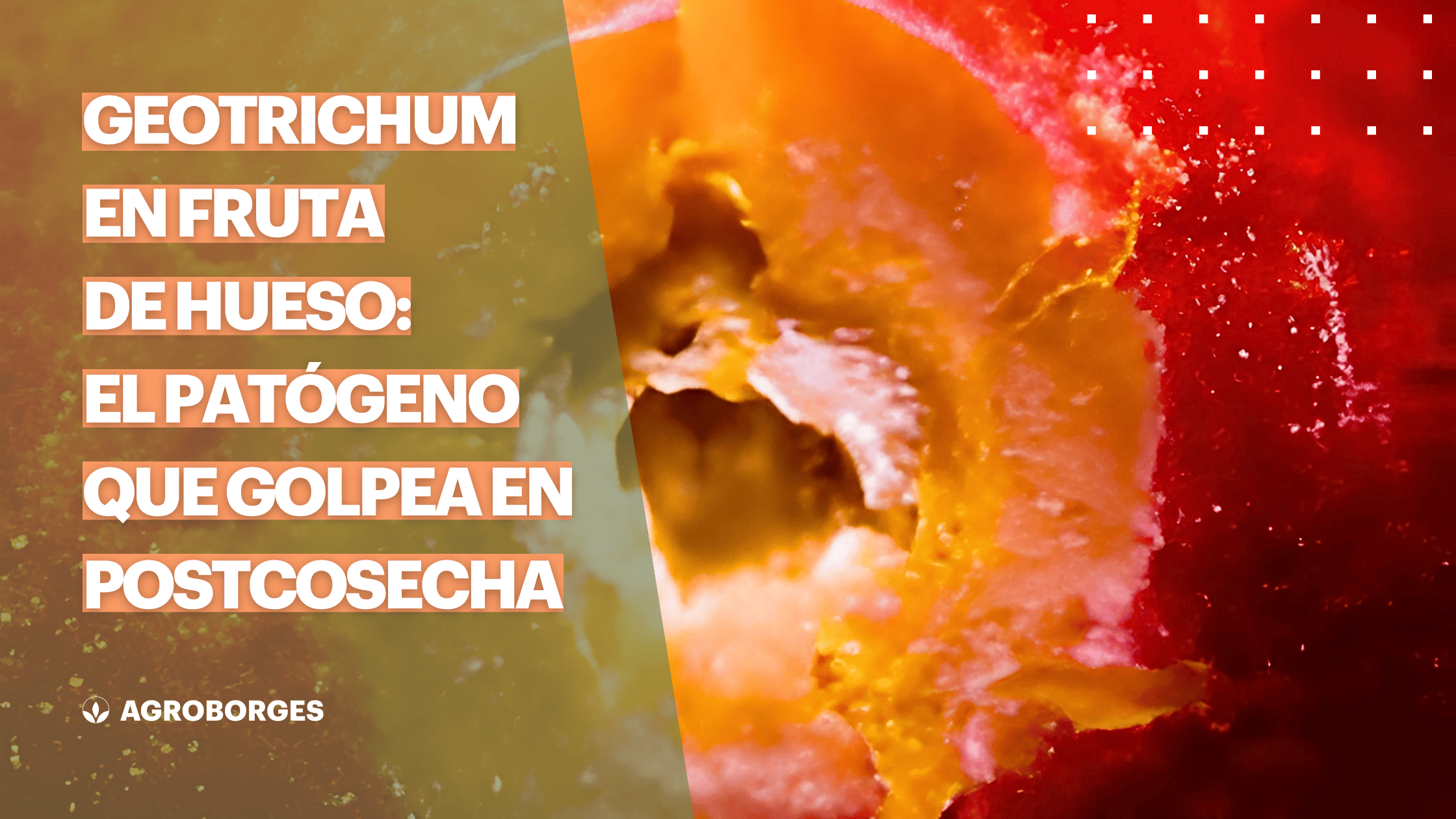 Imagen de portada del artículo sobre Geotrichum candidum en fruta de hueso en postcosecha