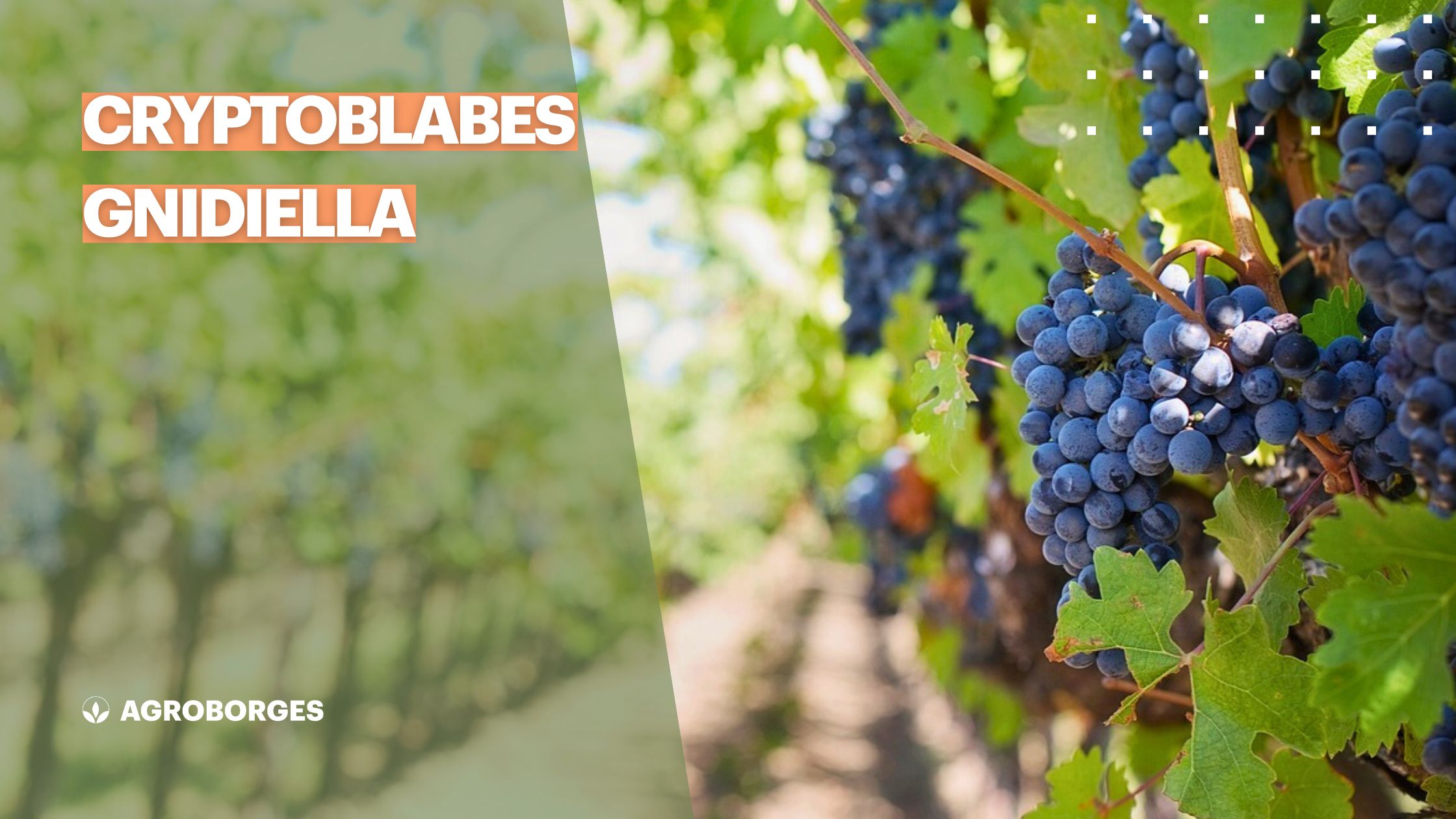Imagen de racimos de uva madura de color oscuro en una viña. En la parte superior, se lee el nombre de la plaga 'Cryptoblabes gnidiella'. Logotipo de Agroborges.
