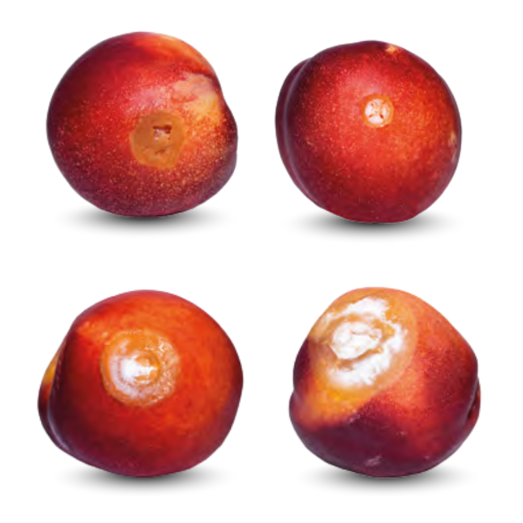 Fruta de melocotón con síntomas de podredumbre ácida por Geotrichum candidum: lesión acuosa y micelio blanco