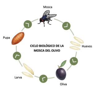 Ciclo biológico de la mosca del olivo