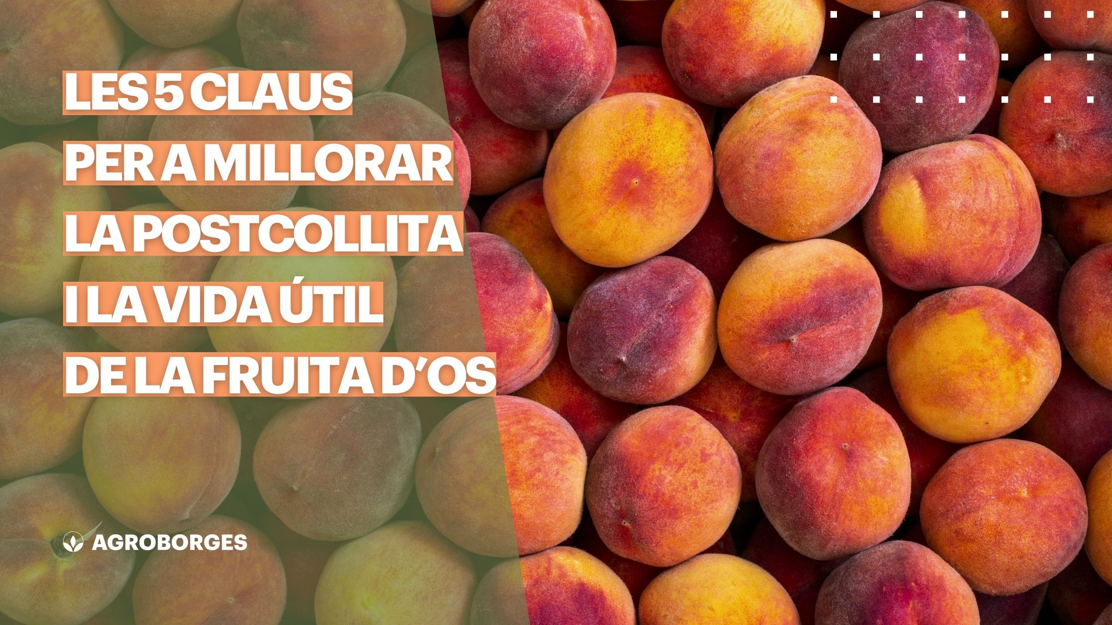 Les 5 claus per millorar la postcollita i vida útil de la fruita d'os