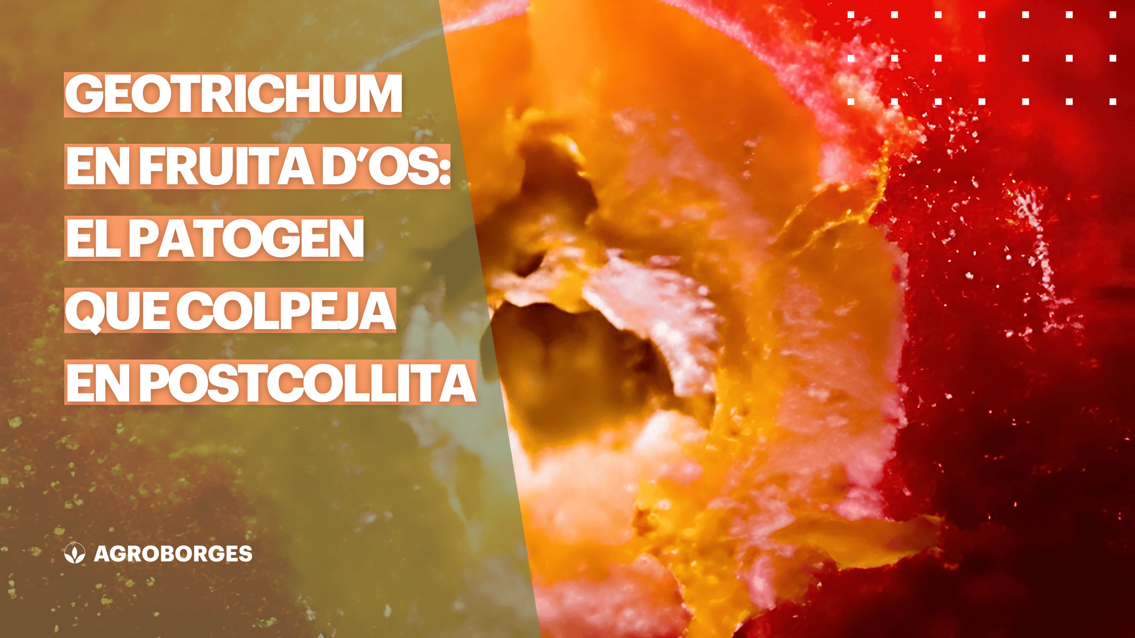Imatge de portada de l'article sobre Geotrichum candidum en fruita de pinyol en postcollita