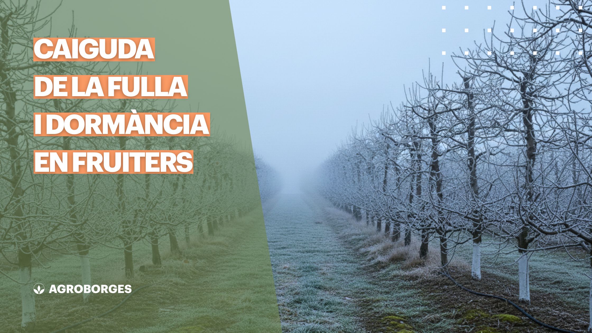 Caiguda de la fulla i dormància en fruiters