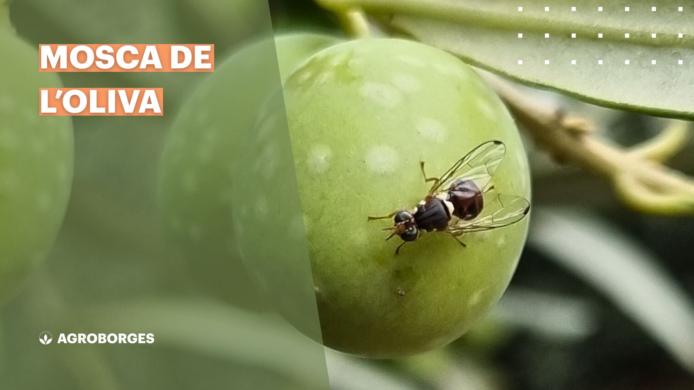 Mosca de l'oliva