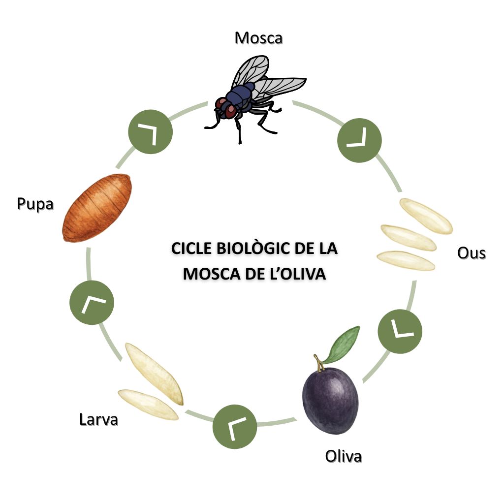 Cicle biològic de la mosca de l'oliva