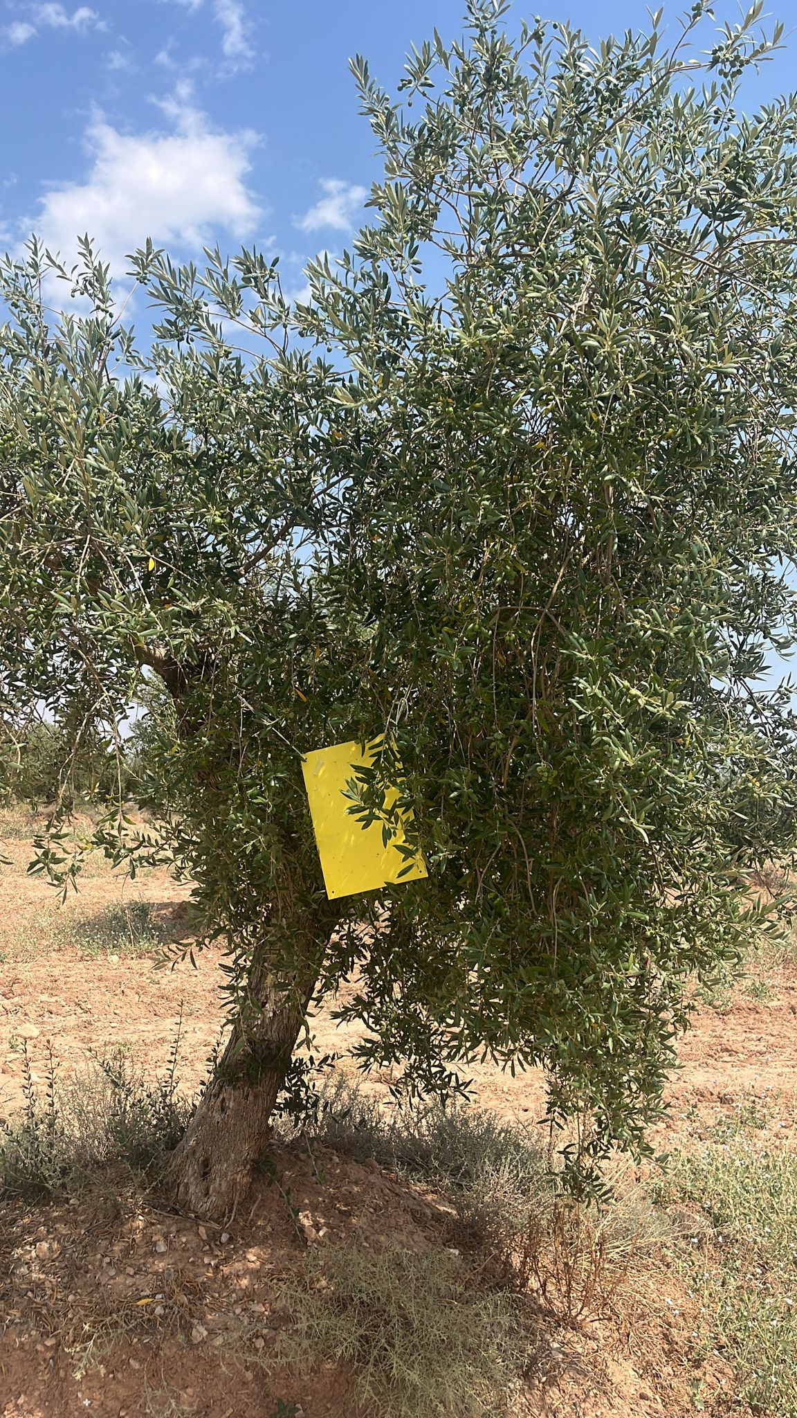 Monitoreig de la mosca de l'oliva